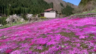 園田家の芝桜