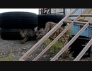 あるものを見せると不思議の国の野良猫たちがぞろぞろやって来る