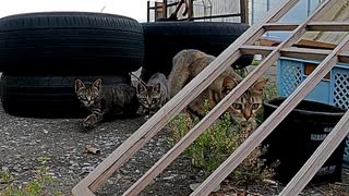 あるものを見せると不思議の国の野良猫たちがぞろぞろやって来る