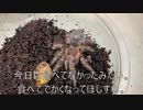 [ギリ乗り切った]タランチュラ飼育日記その１７４[ニルヴァーナ]
