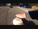 猫神社の駐車場でくつろぐ茶トラ猫様がいっぱいモフらせてくれたｗ