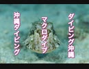 ウミスズメ他・ダイビング沖縄