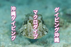 ウミスズメ他・ダイビング沖縄