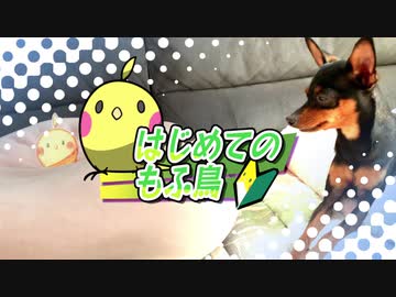 【ミニピン】はじめてのもふ鳥