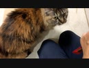 ちゅーるをもらって大満足猫