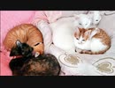 棄てられ子猫、幸福への巣立ちと空に架かる虹