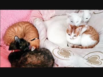 棄てられ子猫、幸福への巣立ちと空に架かる虹