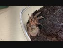 [修理って楽しい]タランチュラ飼育日記その１７５[やめられないジャンク漁り]