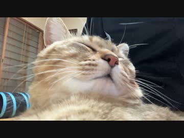 場所が決まらないタタルさん　＃231