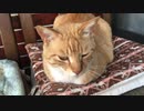 猫の歯を露にする