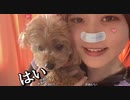 ユキちゃん 犬カフェで犬と戯れる