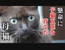 母猫の角刈りさんとの出会い、その子猫クロたちとの出会い『野良猫という環境下、子猫五匹を育てた母』