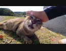 公園で野良猫がマッタリしていたのでナデナデしたらお友達の猫もモフられきた