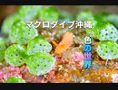 マクロのカラフルな世界・沖縄ダイビング