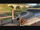 2021/05/06放送【34日目 岩手県宮守 あずにゃんぽ（猫散歩）】猫と車中泊　日本縦断　サイコロの旅　北海道にたどり着けるか？【旅猫あずき～保護猫から旅猫へ～】