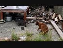 釣り人さんから魚をもらって大急ぎで持ち帰る野良猫の子猫