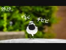 声の主 ハクセキレイverで撮影した野鳥動画を使って頂きました！