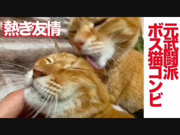 元武闘派ボス猫、腎不全の相棒猫をケアする