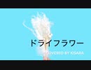 ドライフラワー covered by kisara