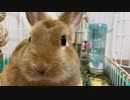 ペレットを貪るうさうさ