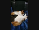 眠る　猫