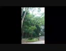 ソロ飲み会。　　誰だ！ロンリーチャップリンって言うのは！/らじこ　Free　Talk　NATIVE