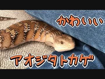かわいいアオジタトカゲ
