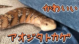 かわいいアオジタトカゲ