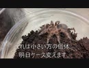 [結局]タランチュラ飼育日記その１７６[蜘蛛はかわいいよね]