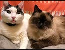【ズサーの人】舌を出したままフリーズする猫