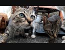 シャーシャーウーウー鳴きながら鶏肉を食べる野良猫の子猫