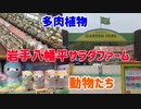 2021/05/07放送【35日目 岩手八幡平サラダファーム（多肉植物もあったよっ）】猫と車中泊　日本縦断　サイコロの旅　北海道にたどり着けるか？【旅猫あずき～保護猫から旅猫へ～】
