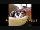 三毛猫 みかんが我が家にやってきた！ Mikan comes home! calico cat