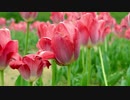 チューリップ