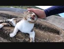 猫島で実践！野良猫を虜にする正しい猫の撫で方