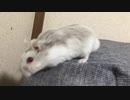 ソファーでお散歩　【オッドアイのハムスター】
