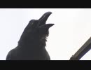 カラスこわれる
