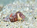 ケフサゼブラヤドカリ他・沖縄ダイビング