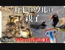 0507Rカルガモ親子とバン親子、シジュウカラの巣　#身近な生き物語　#カルガモ親子　#バン
