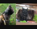 2021/05/08放送【36日目 青森県 あずにゃんぽ（猫散歩）から切り株でお休みまで。】猫と車中泊　日本縦断　サイコロの旅　北海道にたどり着けるか？【旅猫あずき～保護猫から旅猫へ～】