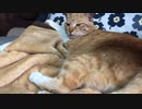 パタパタする猫の尻尾
