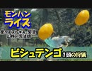 【MHRise】里クエスト★4-緊急　山林の荒法師（ビシュテンゴ１頭の狩猟）