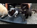 貰われていく子猫に最後の鶏肉を贈呈