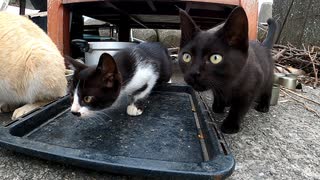 貰われていく子猫に最後の鶏肉を贈呈