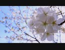 春を歌にして - back number【歌ってみた】