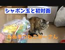 猫にシャボン玉を見せてみると・・・