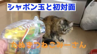 猫にシャボン玉を見せてみると・・・