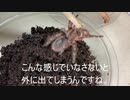 [お休みって]タランチュラ飼育日記その１７７[基本一瞬よね]