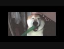 GIFつなげてみた