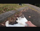 警戒心が強い野良猫が私の顔を見るとゆっくり近づいてきて最後にはモフらせてくれた